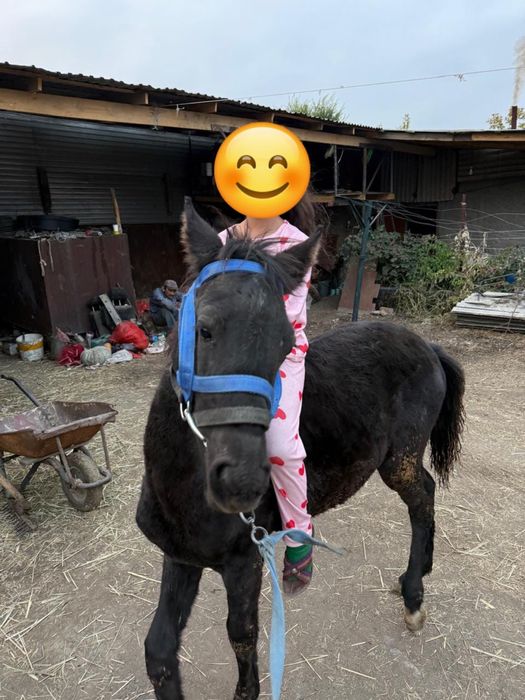 Жеребенок лошадь