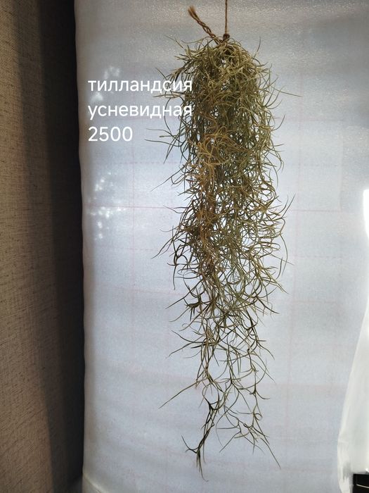 Комнатные  цветы