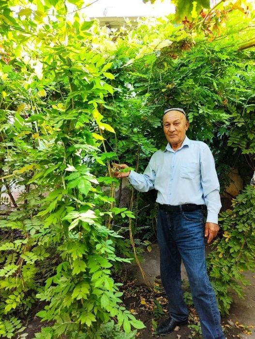 Япоский  ГЛИЦИНИЯ  Glitsina (optom)
хушбой хидли , баланд буйли дарахт