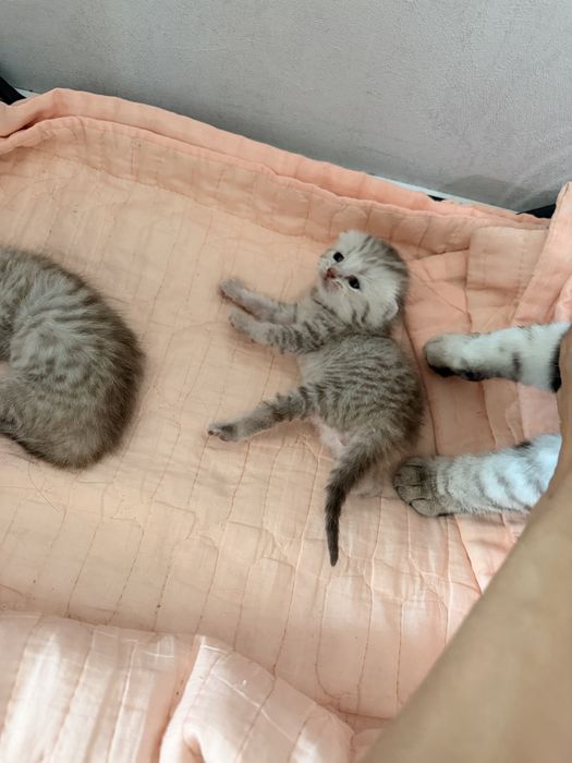 Британские вислоухие котята