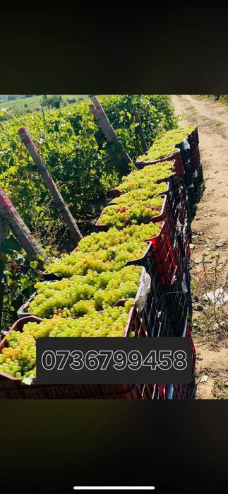 Struguri de vin direct de la producator
