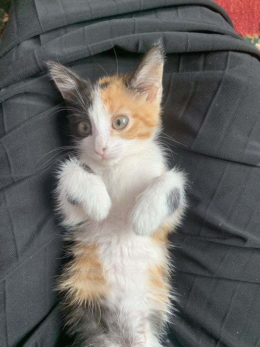 даром котенка срочно!!!