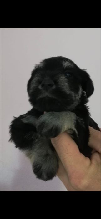 Schnauzer pitic negru  argintiu
