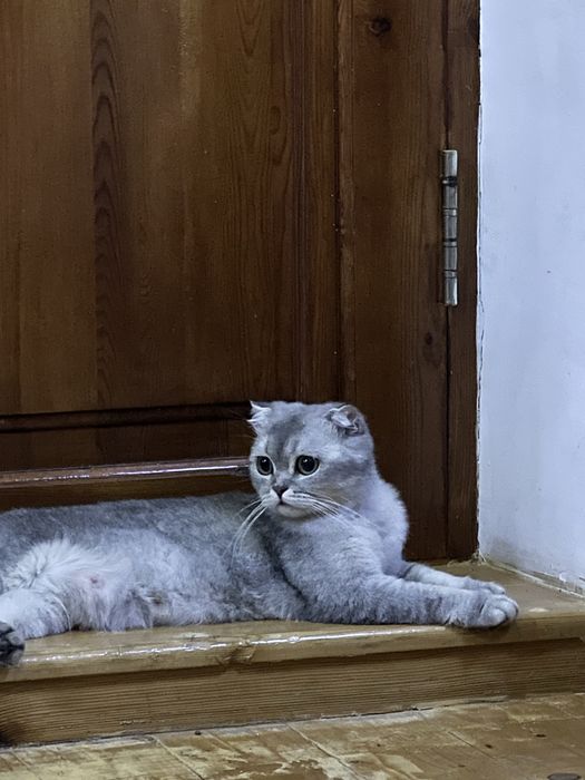 Кошка британская шиншилла (девочка)