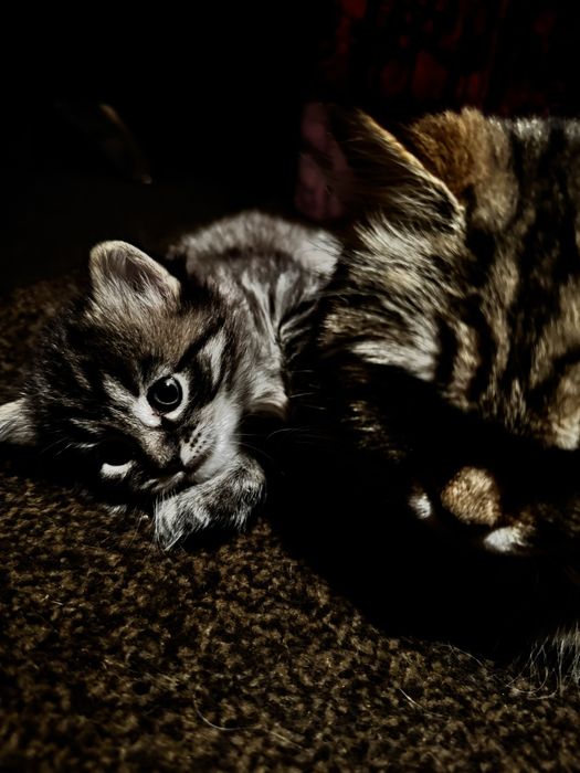 Продам котят две девочки