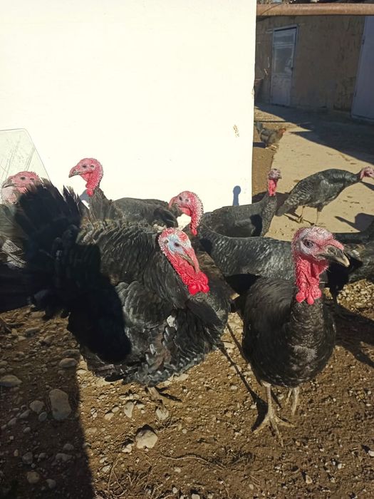 Индюки продаются!