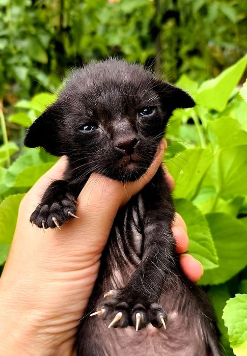 КОТЯТА! ЧУДЕСНЫЕ Ориенталы ! !