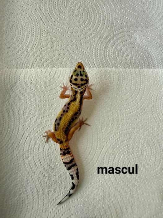 Șopârlă Gecko Leopard