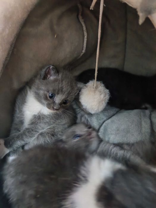 Отдам в добрые руки котят