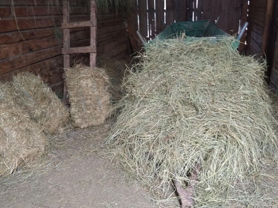 Fân si baloti de vanzare