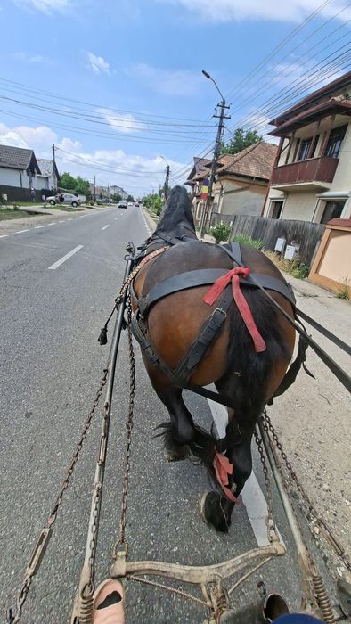 Iapa de vânzare!