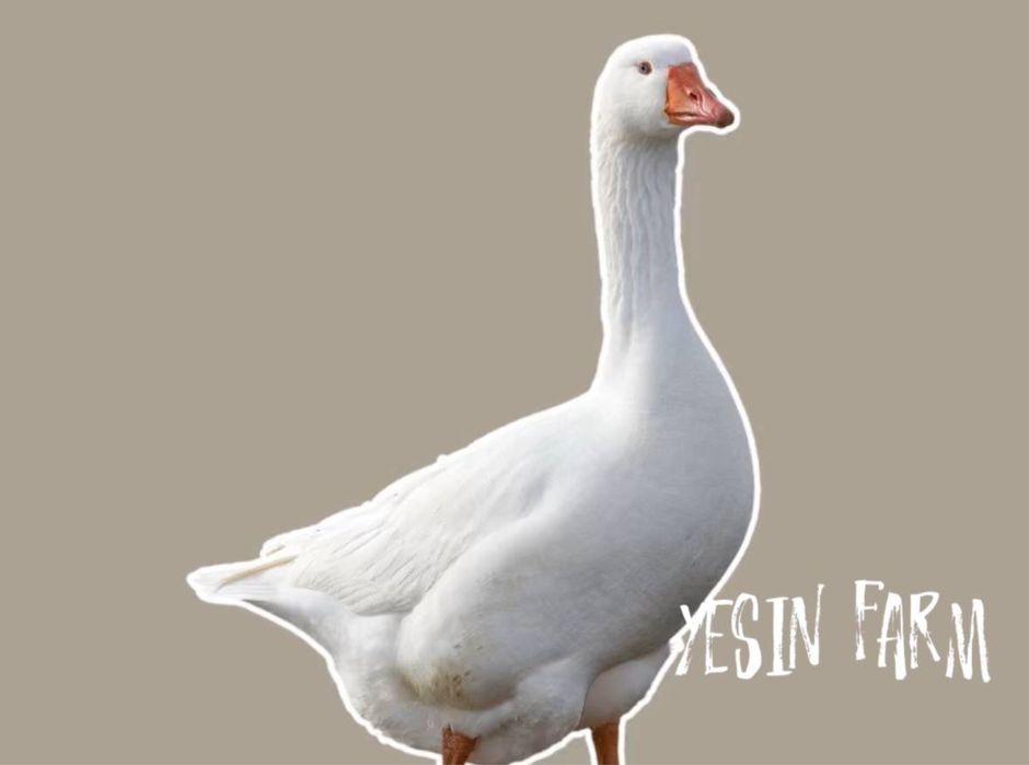 Гусиные инкубационные яйца привозные — фермерский выбор