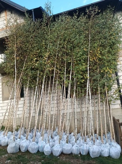 Plante foioase: Mesteacăn, Tei, Stejar, Platan – copaci ornamentali