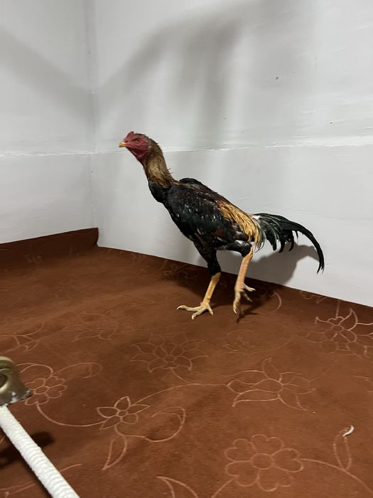 Kulangi dakang juja zoti toza narxi 900ming