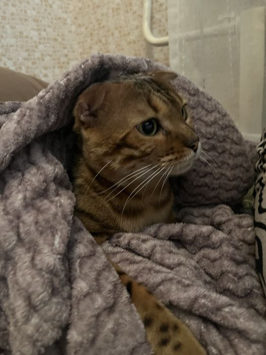 Бенгал ищет себе кошечку