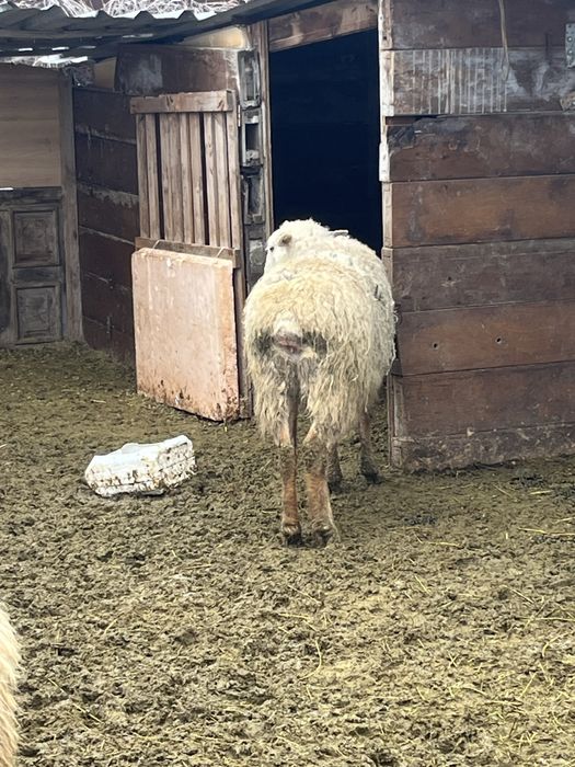 Саулык токты кой