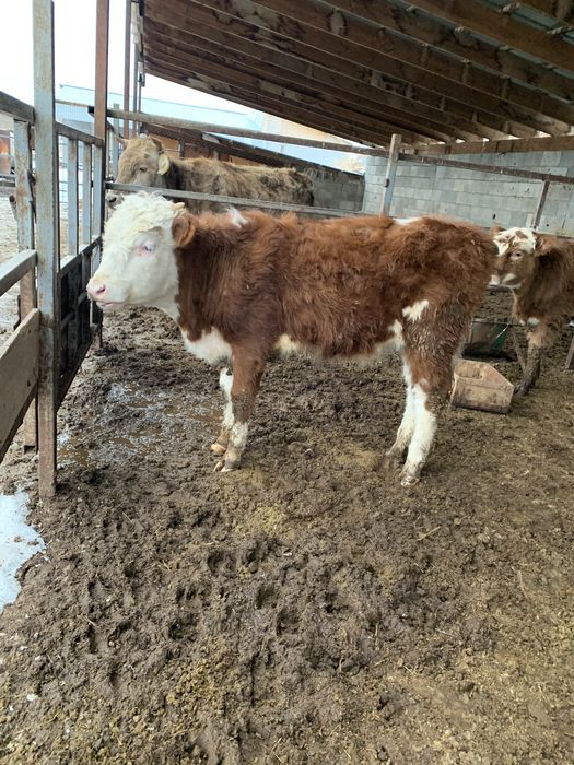 Ұрғашы бұзаулар сатылады