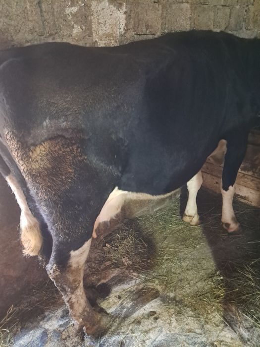 De vânzare vaca gestație de 4 luni