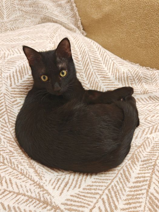 Молодой кот ищет дом!