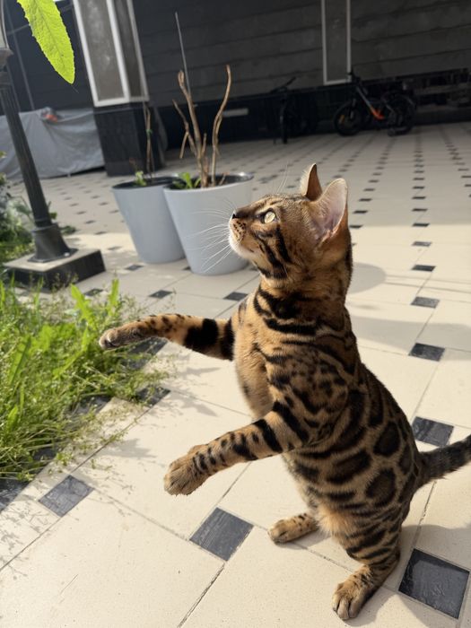 Элитный бенгальский кот приглашает на вязку