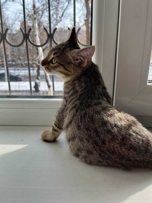 Отдам котенка в хорошие руки!