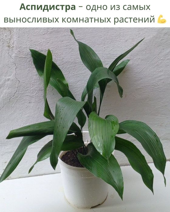 Аспидистра. Одно из самых устойчивых растений. Цветы для дом/офис
 рас