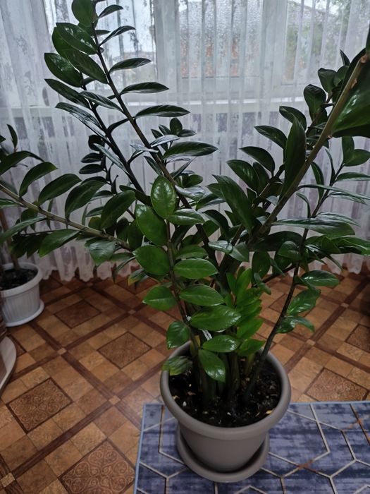 Продам Замиакулькас или долларовое дерево
