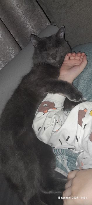 Отдам кота в добрые руки