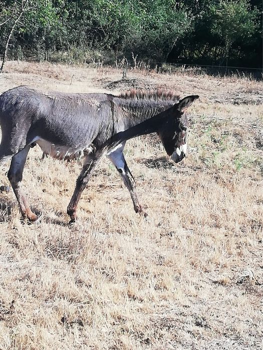 Magar tanar de la magarita bun de lapte