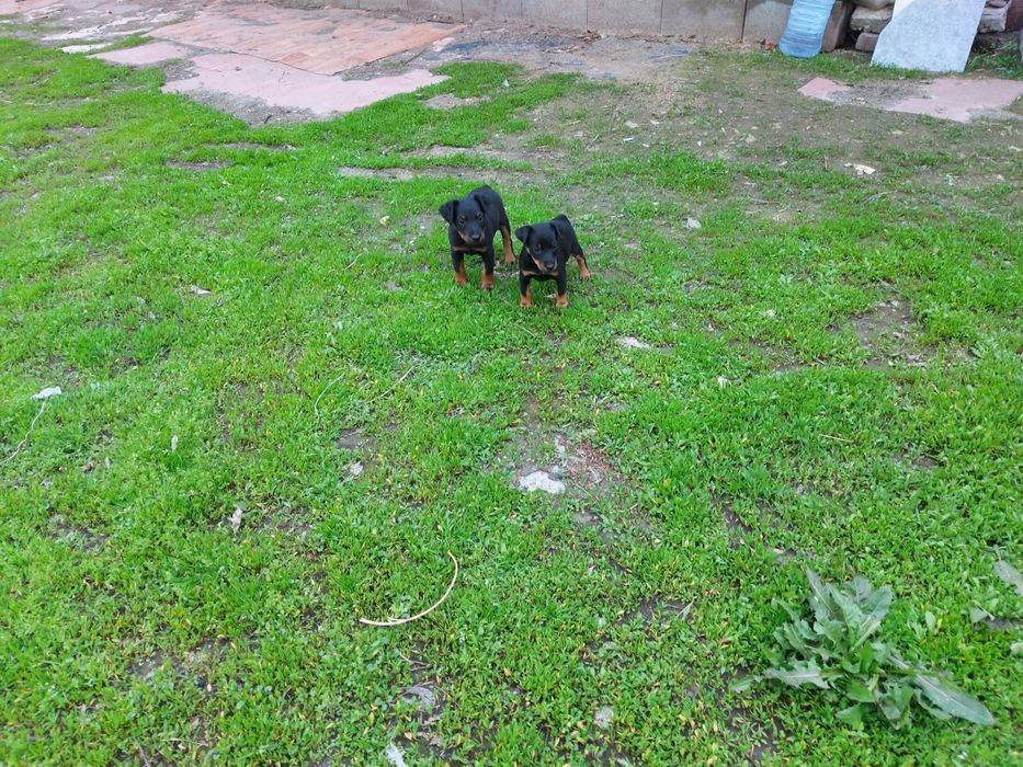 Резерв Ягдтерьер  щенки Родословные