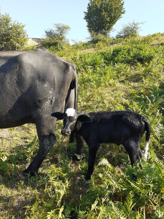 Vand vitei si vitele de bivolita
