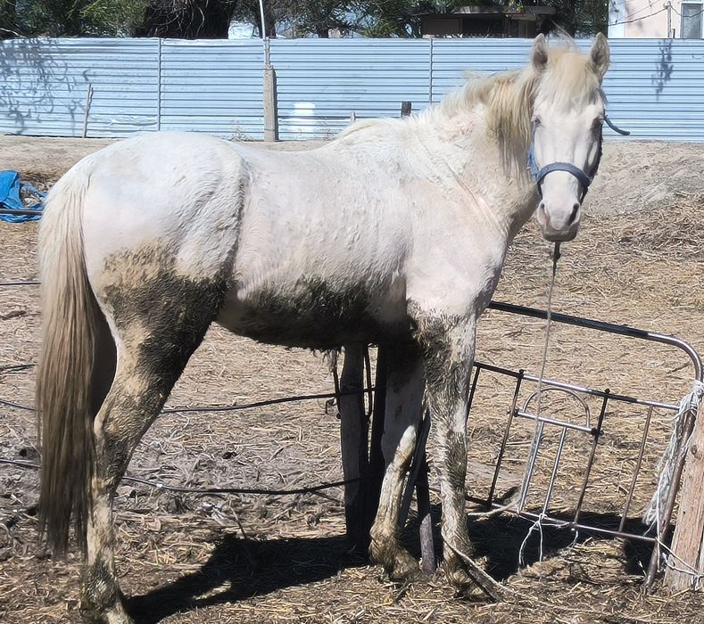 Жеребец, молодой