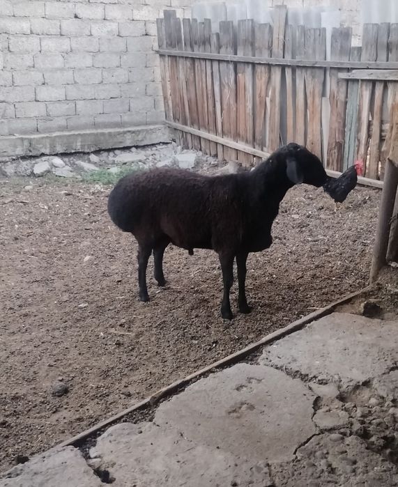 Продается кучкар