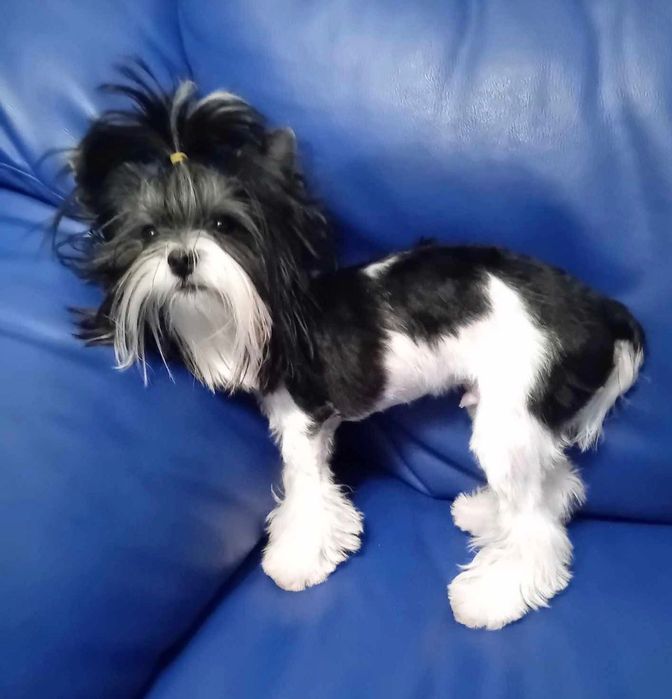 Бивер Йоркширски териер