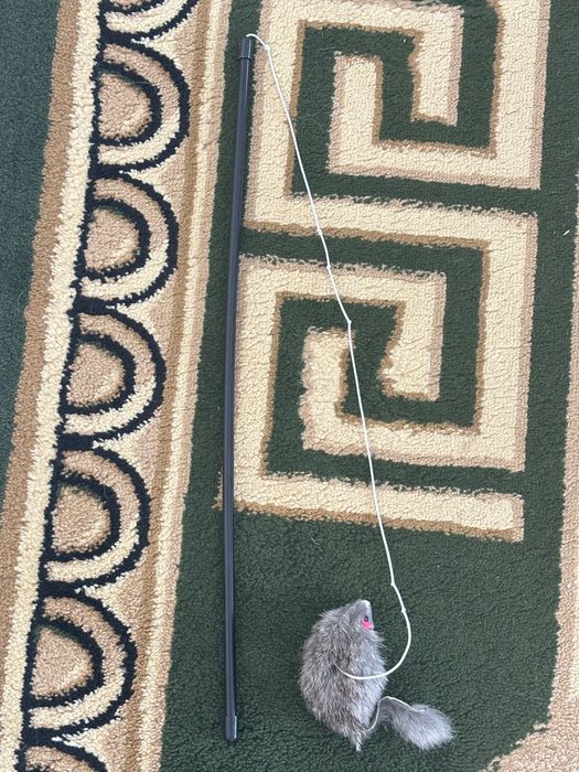 Продам кошку молодой мальчик