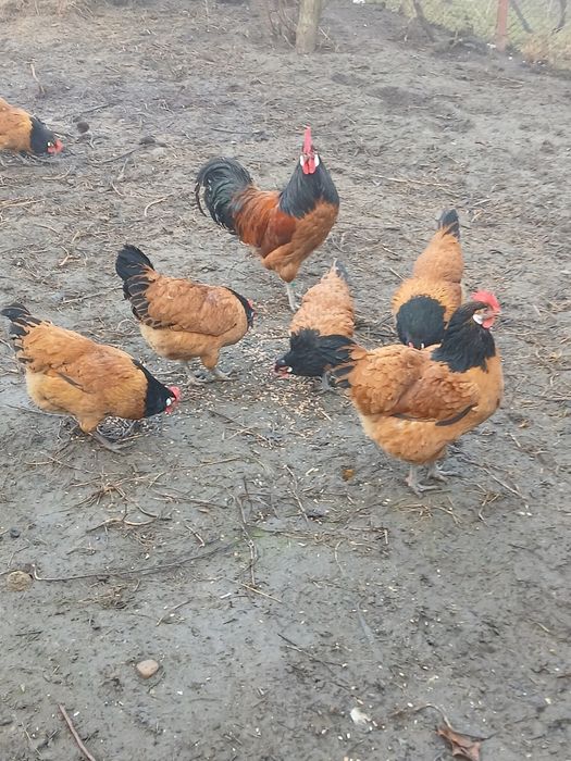 Familie de găini vorverk