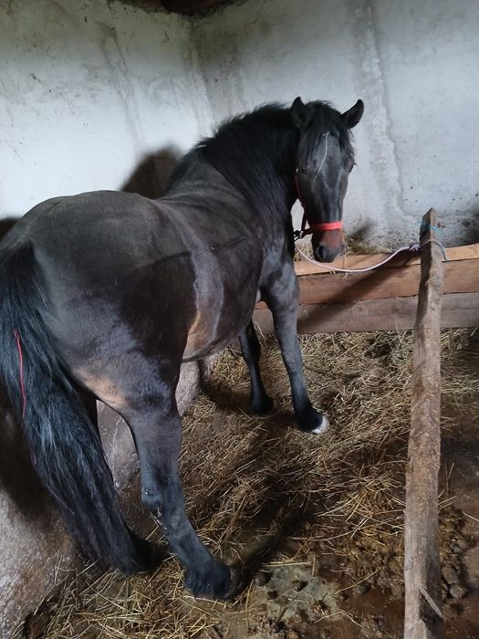 Vând manza de 2 /3 ani