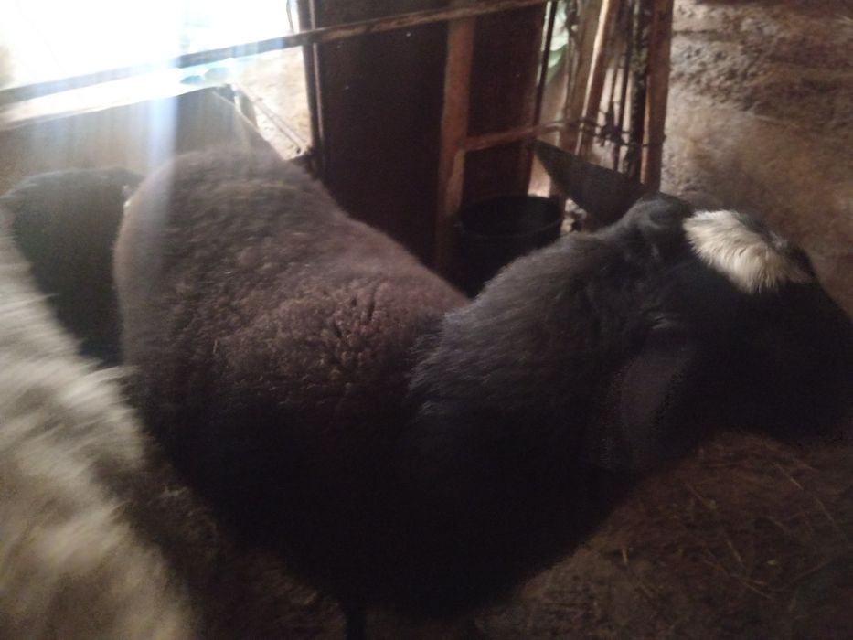 Romanov Sogliq Романов соглик кой qoy bogoz богоч 2 кат