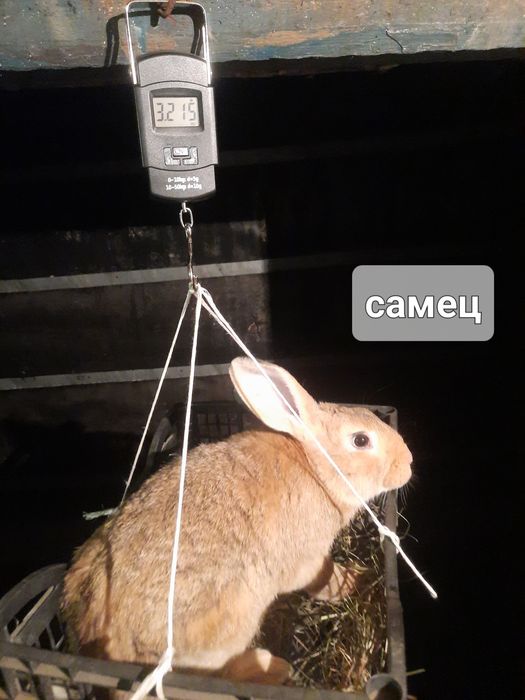 Кролики на племя