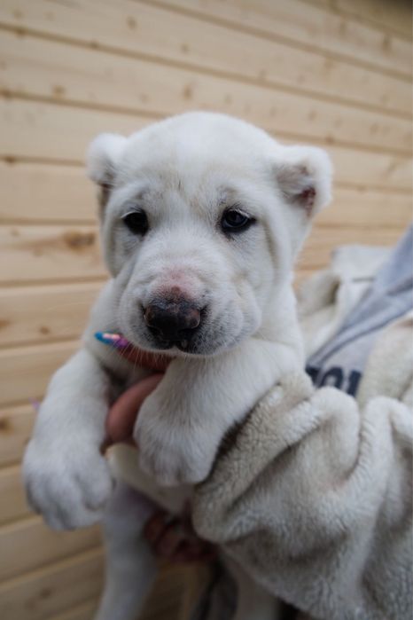 Продам щенков Алабай