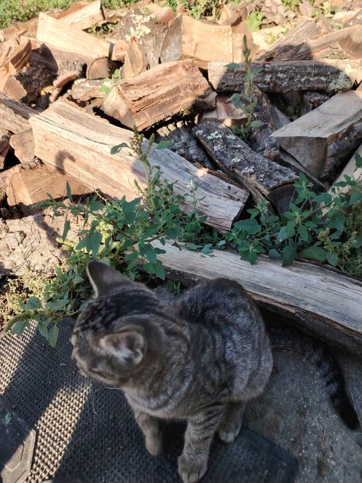 Donez pisici in Hereclean