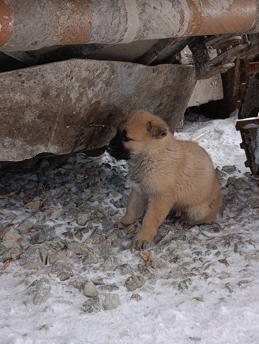 Красивые щеночки