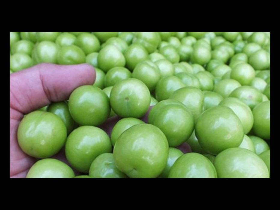 Dovcha bor kok sulton bor guloz bor qulupney bor