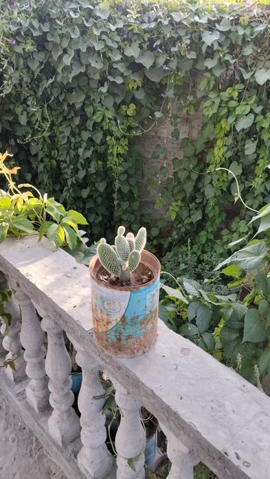 Гуллар сотилади Хар хил тур