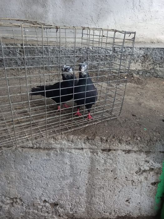 Рябагаловые чубати пара лет с игрой