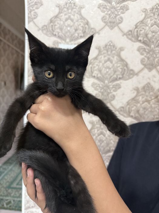 Котята в добрые руки бесплатно