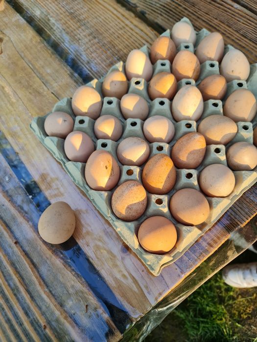 Ouă de bibilică pt incubator/consum