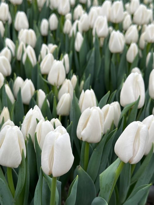 Тюльпаны премиум качества