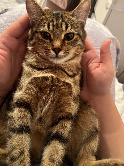 Отдам милую кошечку