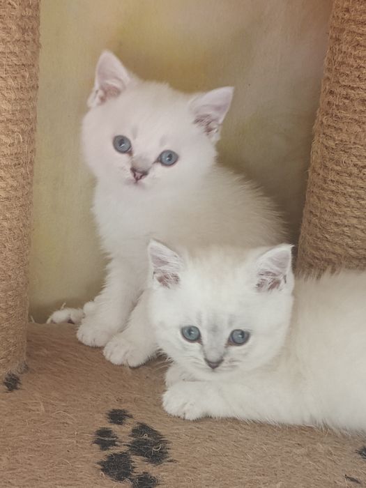 Котята окрас шиншилла